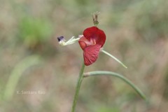 Macroptilium lathyroides var. semierrectum